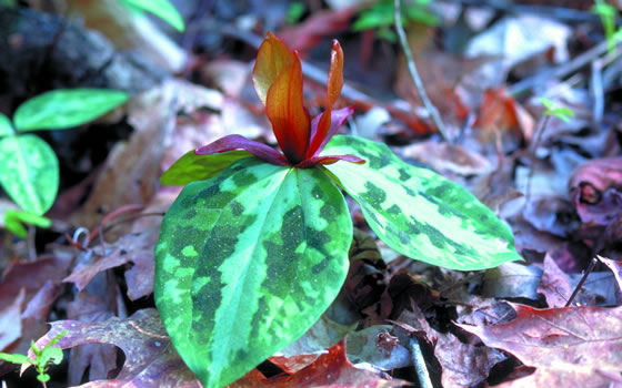 Trillium reliquum