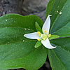 Trillium ovatum var. oettingeri