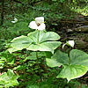 Trillium simile