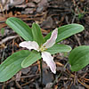 Trillium texanum