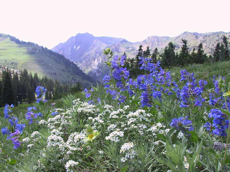 Types of Wildflowers and Their Wild Stories