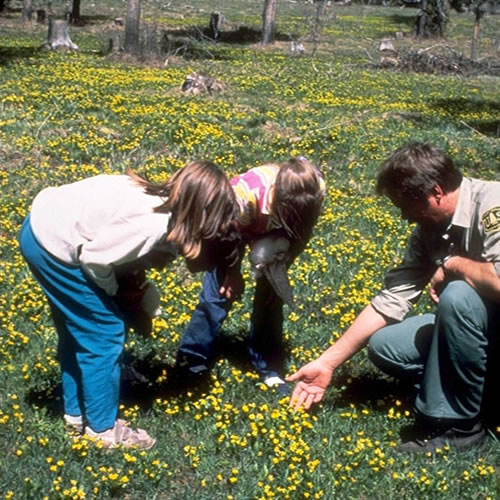 two young children, a boy and a girl, looking at wildflowers with a man in a Forest Service uniform.