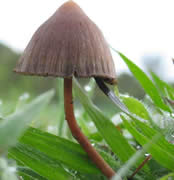 Psilocybe mexicana.