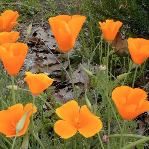 California poppies.