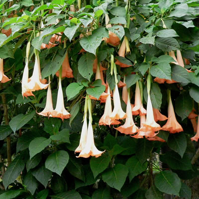 Brugmansia vesicolor.