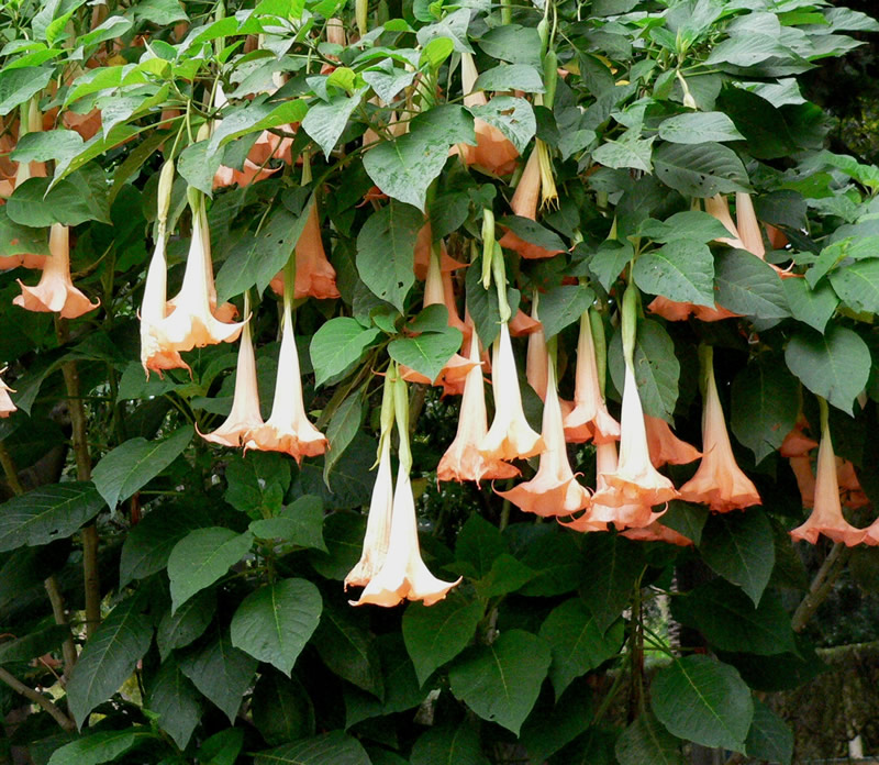 Datura flower outlet