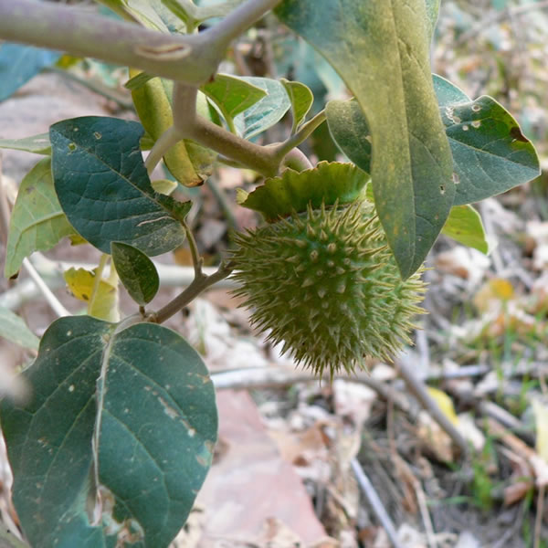 Datura seed pod.