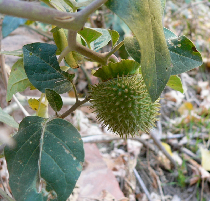 Solanaceae: Datura