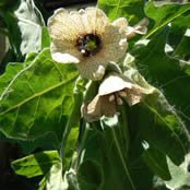 Close-up of black henbane flowers.