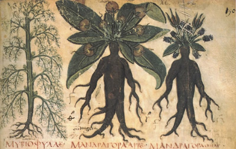 Mandrake