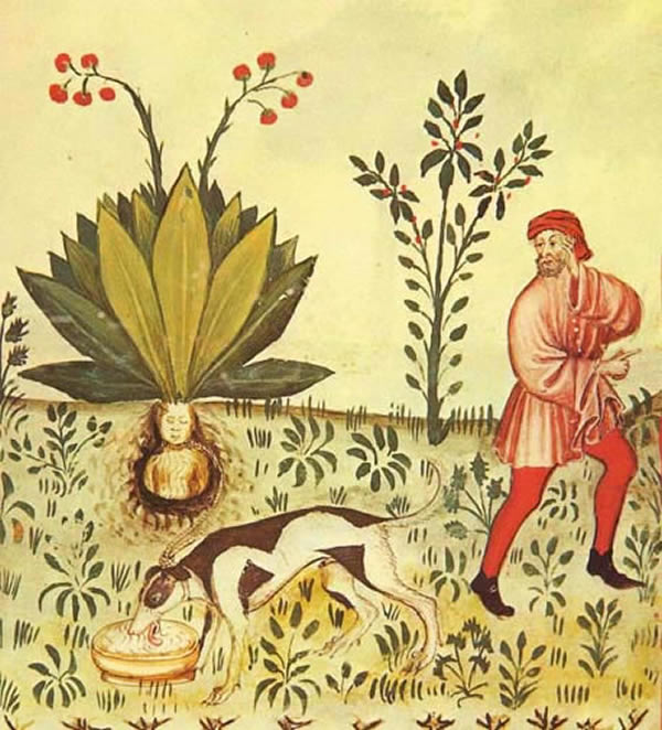 mandrake