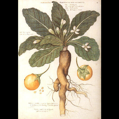 Mandrake