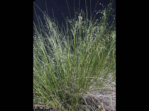 Indian rice grass.