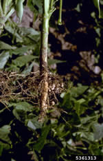 Rhizobial nodules on the roots of a bean plant.