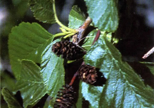 Mountain alder (Alnus incana).