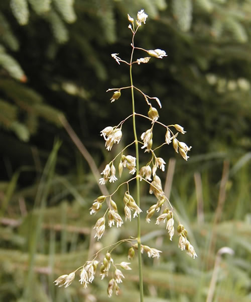 Sweet grass.