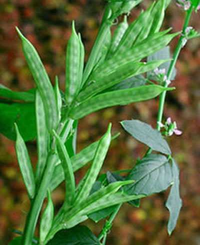 Cyamopsis tetragonolobus.