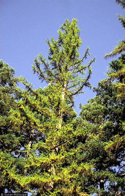 Larix occidentalis.