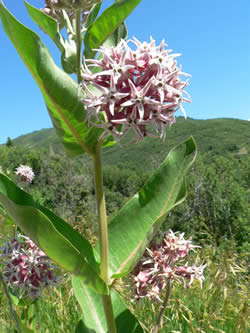 Indian Hemp (Apocynum cannabinum).
