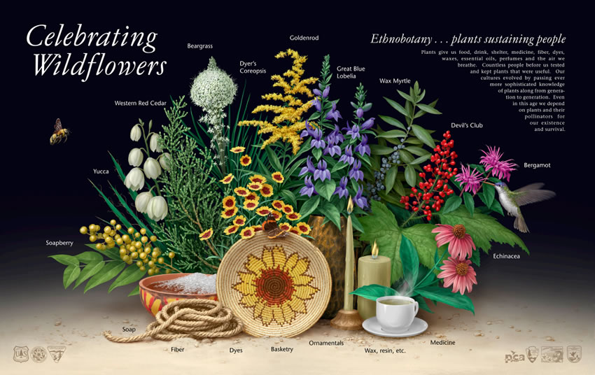 Ethnobotany Poster. Art and design by Steve Buchanan.