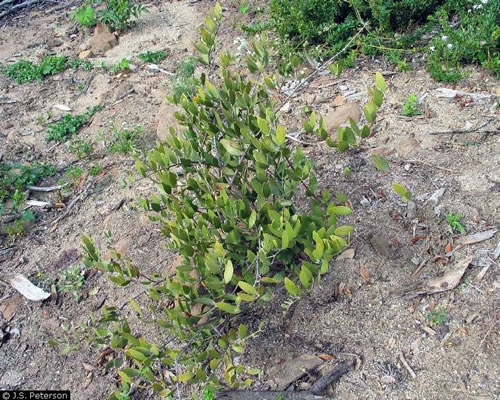 Jojoba plant.
