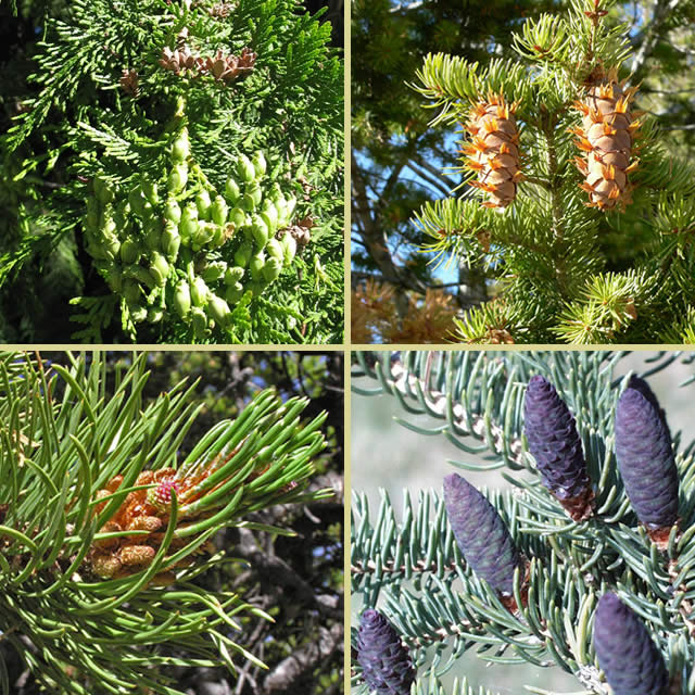 What's the Difference: Pine Sap, Pitch, or Resin?