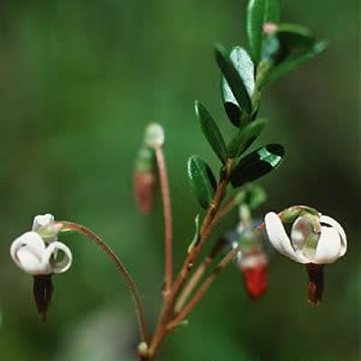 Cranberry (Vaccinium macrocarpon) flowers.