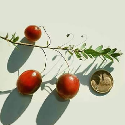 Cranberry fruit compared to a penny.