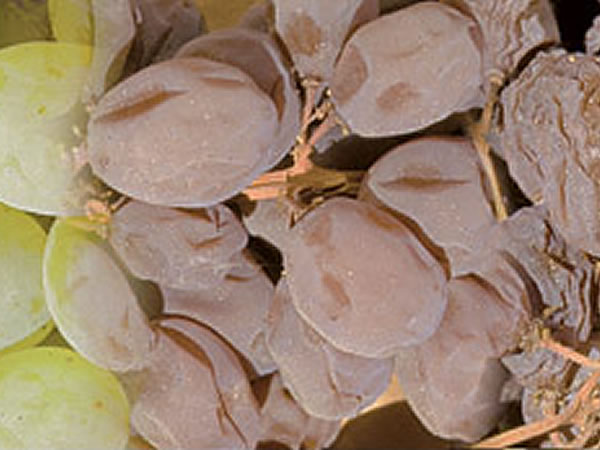Thompson Seedless grapes, a progression of fresh ripe, to drying grapes, to raisins.