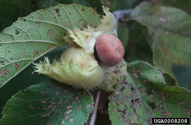 American Hazelnut.