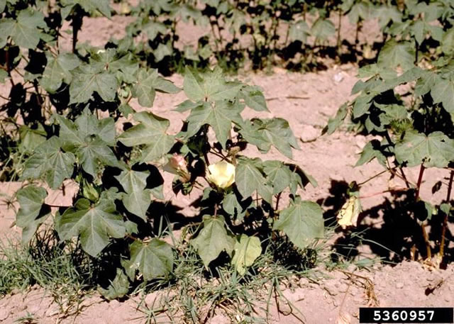 Cotton plants.