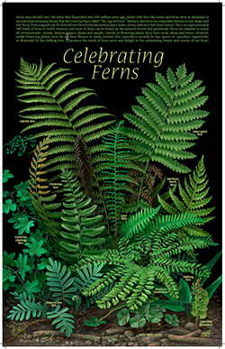 The fern lover's companion; a guide for the Northeastern States