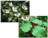 Three images of wildflowers: dwarf dogwood, red trillium, and wheel milkweed.