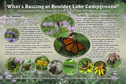 Thumbnail of What's Buzzing at Boulder Lake Campground? interpretive panel.