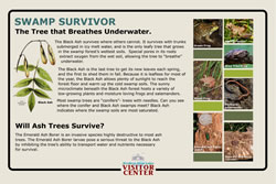 Thumbnail of Swamp Survivor interpretive panel.