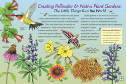 Thumbnail of Creating Pollinator & Native Plant Gardens interpretive panel.