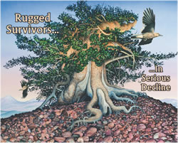 Thumbnail of Rugged Survivors…In Serious Decline interpretive panel.
