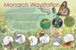 Thumbnail of The Wonder of Monarch Migration interpretive panel.