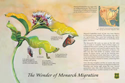 Thumbnail of The Wonder of Monarch Migration interpretive panel.