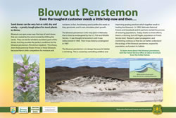 Thumbnail of Blowout Penstemon interpretive panel.