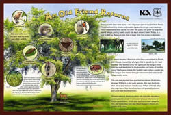 Thumbnail of Native Plant Gardens on the Ottawa National Forest interpretive panel.