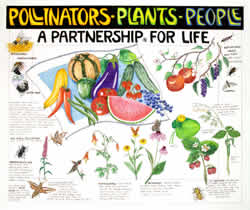 Thumbnail of Pollinator - Plants - People interpretive panel.