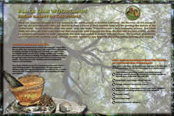 Thumbnail of Black Oak Woodlands interpretive panel.