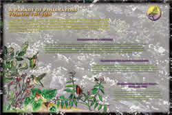 Thumbnail of A Parade of Pollinators interpretive panel.