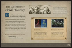 Thumbnail of The Evolution of Floral Diversity interpretive panel.