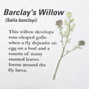 Barclay's willow.