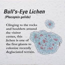 Bull's-eye lichen.