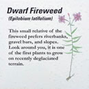 Dwarf fireweed.