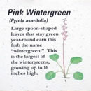 Pink wintergreen.