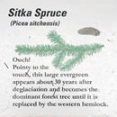 Sitka spruce.